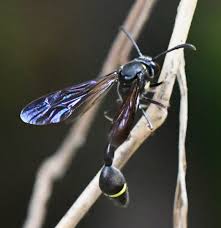 Eustenogaster nigra